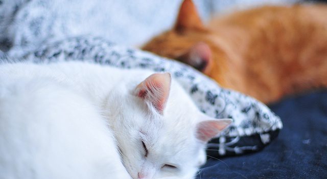 Understanding Your Cats Sleeping Pattern